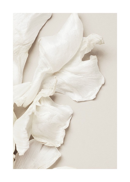  – Valokuva hajalleen ripotelluista valkoisista tulppaanin terälehdistä beigellä taustalla
