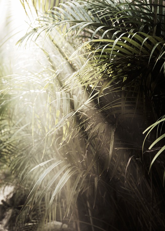 – Valokuva auringonvalosta palmunlehdillä