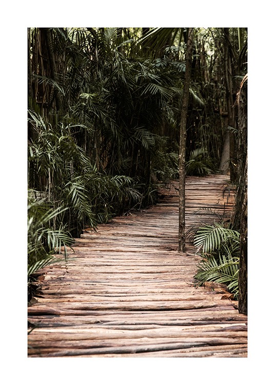  – Valokuva viidakosta, jossa palmut ympäröivät puista tehtyä polkua
