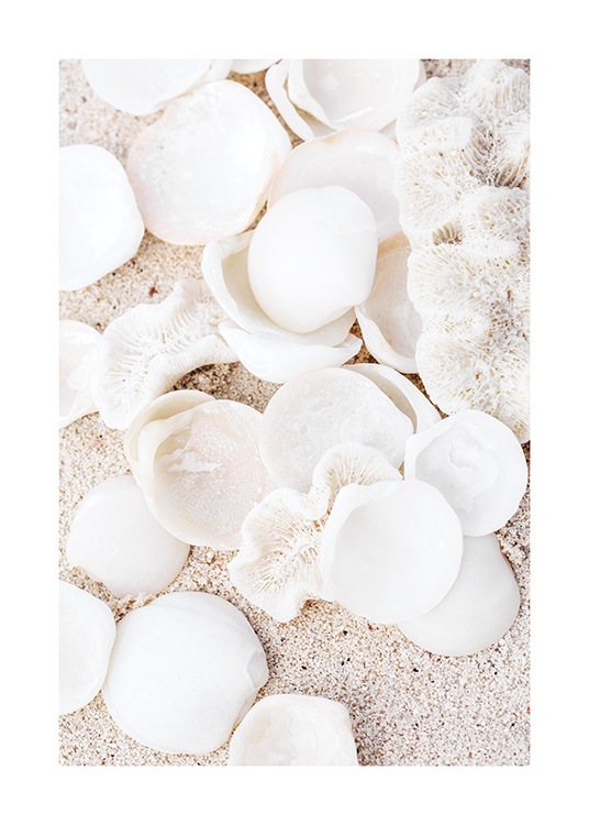  – Valokuva valkoisista, pyöreistä simpukankuorista ja beigestä korallista hiekka taustanaan