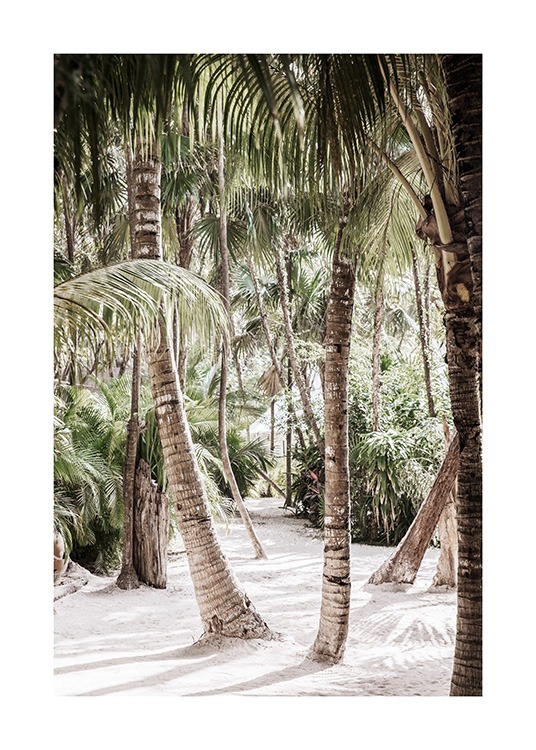  – Valokuva palmumetsästä hiekalla