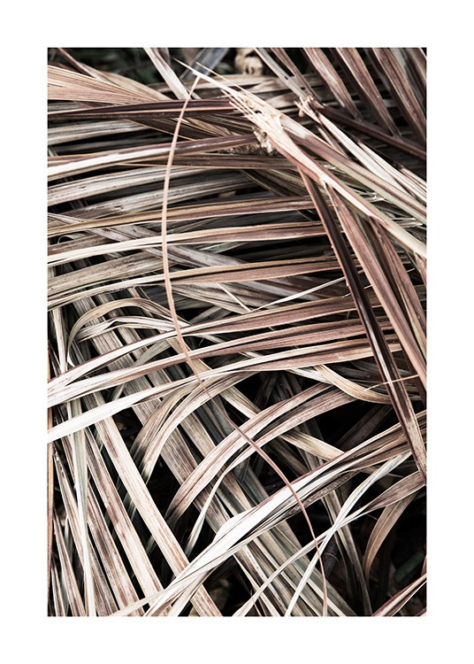  – Valokuva kuihtuneista beigeistä palmunlehdistä