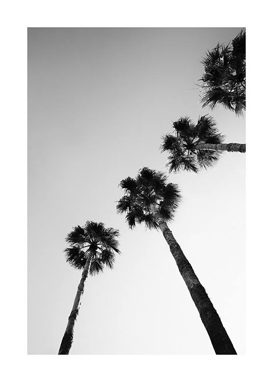  – Mustavalkoinen valokuva palmurivistä alaviistosta kuvattuna