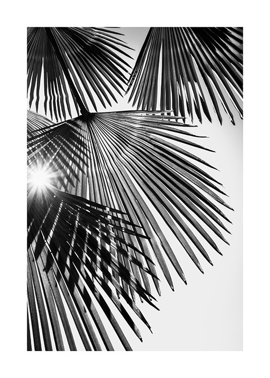 Sunlight Through Palm Leaves Juliste