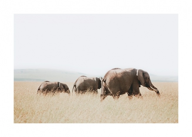  – Valokuva norsuista savannilla