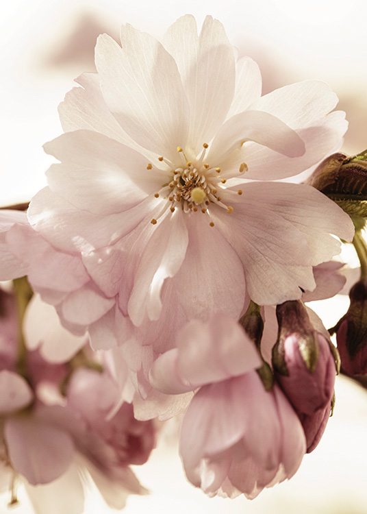  – Lähikuva vaaleanpunaisista kirsikankukista