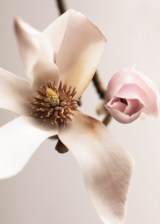  – Valokuva valkoisesta magnoliasta vaaleanpunaisten nuppujen vieressä vasten vaaleanpunaista taustaa