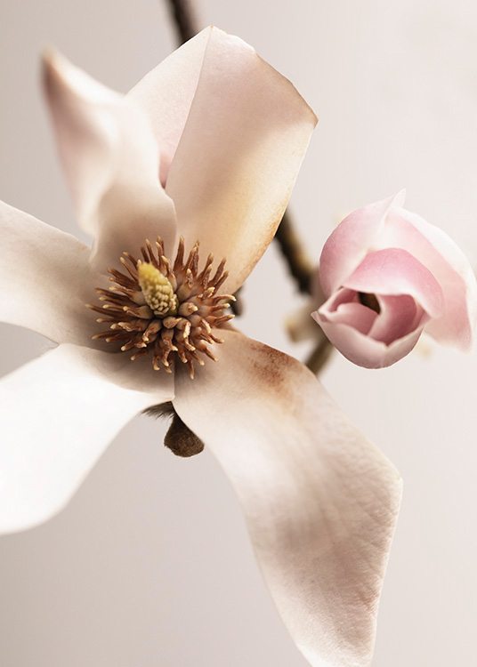 Magnolia Close Up No1 Juliste