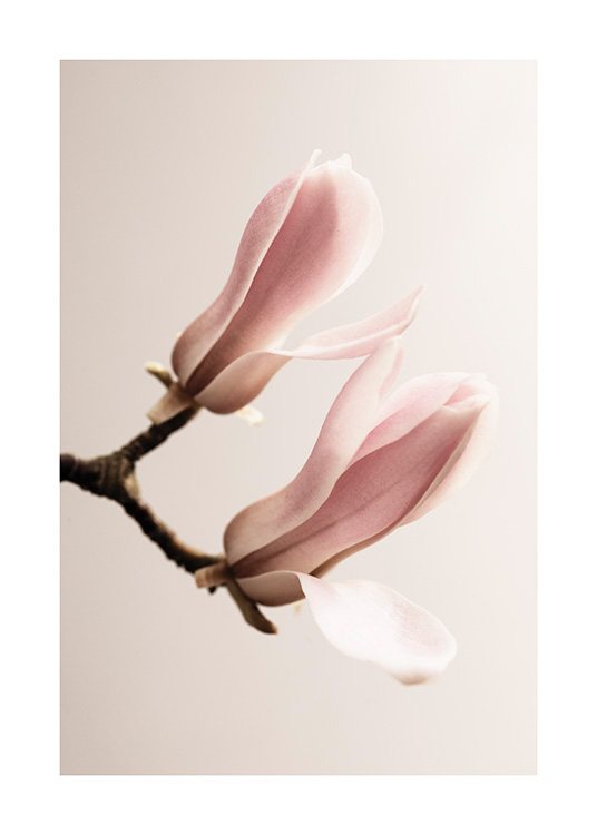  – Valokuva oksasta ja kahdesta vaaleanpunaisesta magnoliannupusta vaaleanpunaisella taustalla