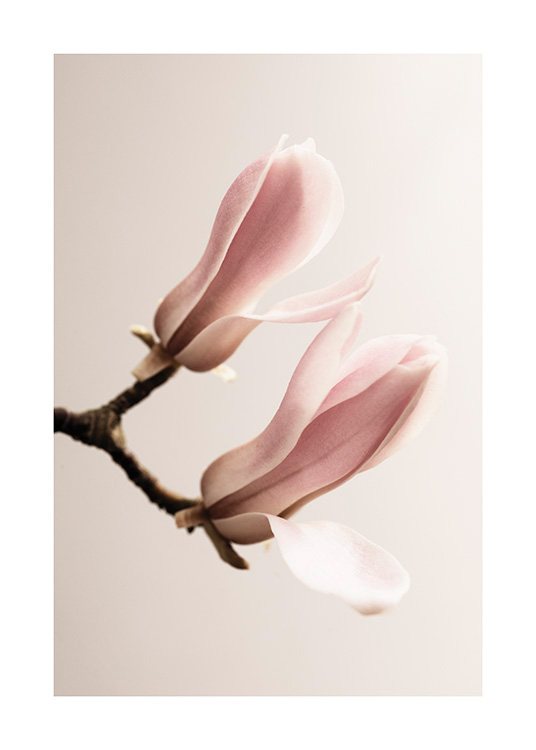 Magnolia Close Up No2 Juliste