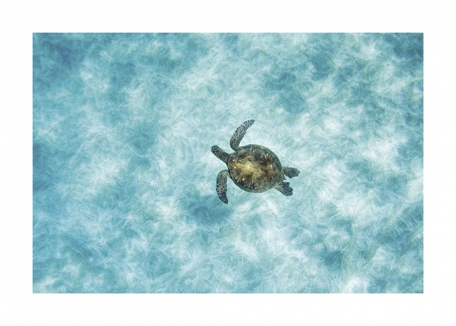 Green Sea Turtle Juliste