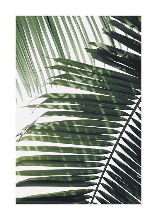  – Valokuva vihreästä palmunlehdestä toinen lehti taustanaan