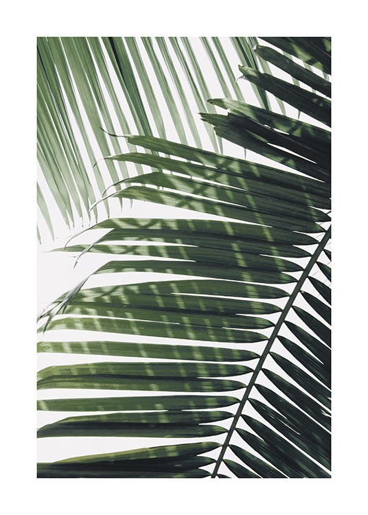Sunray Palm Juliste