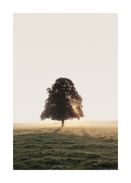  – Valokuva niitystä ja puusta taka-alalla, johon aurinko paistaa