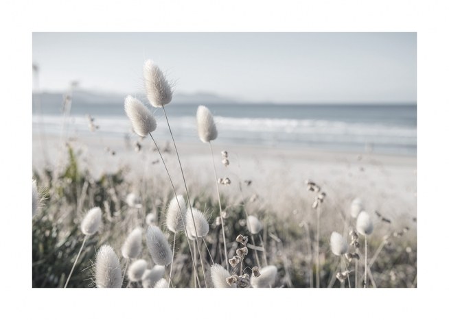  – Valokuva dyynin heinien valkoisista kukista meri ja ranta taustallaan