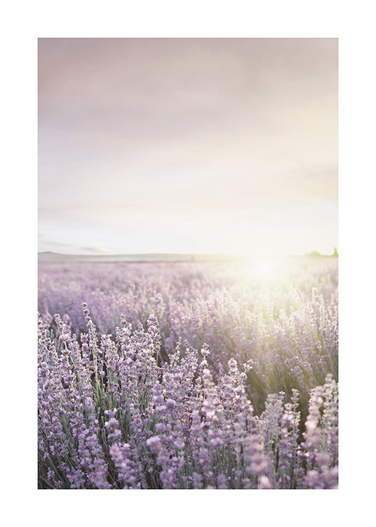  – Valokuva violetista laventelipellosta aurinko taustallaan