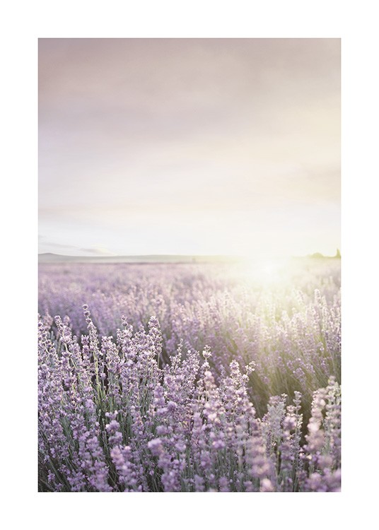 Lavender Field Juliste