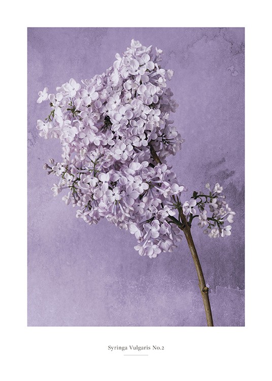  – Valokuva violetista syreeninkukanoksasta vasten violettia taustaa vesipisaroineen
