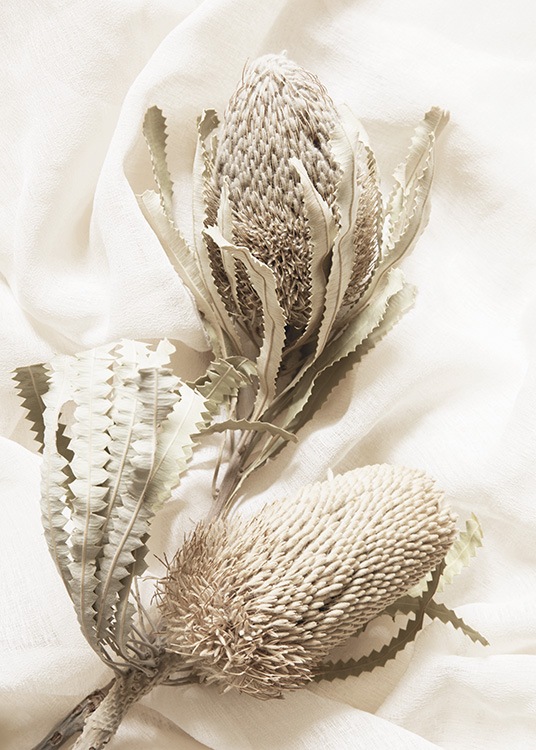 – Valokuva beigeistä kuivatuista kukista vasten valkoista kangasta