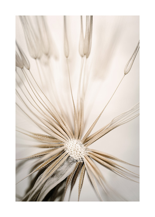 Beige Dandelion Juliste