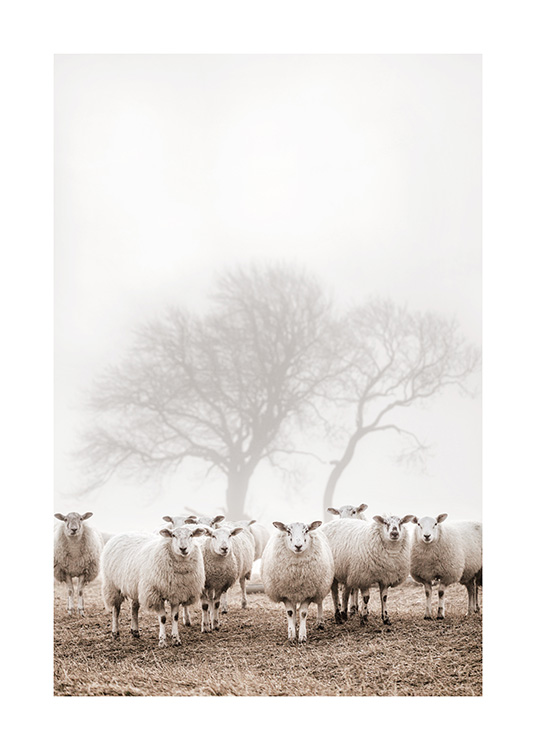 Sheep Herd Juliste