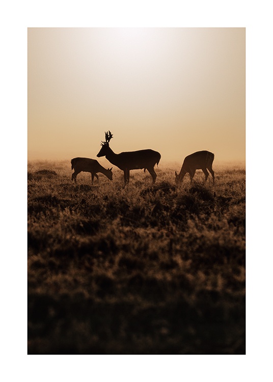  – Valokuva peuroista auringonlaskun hetkenä ruskeassa heinikossa