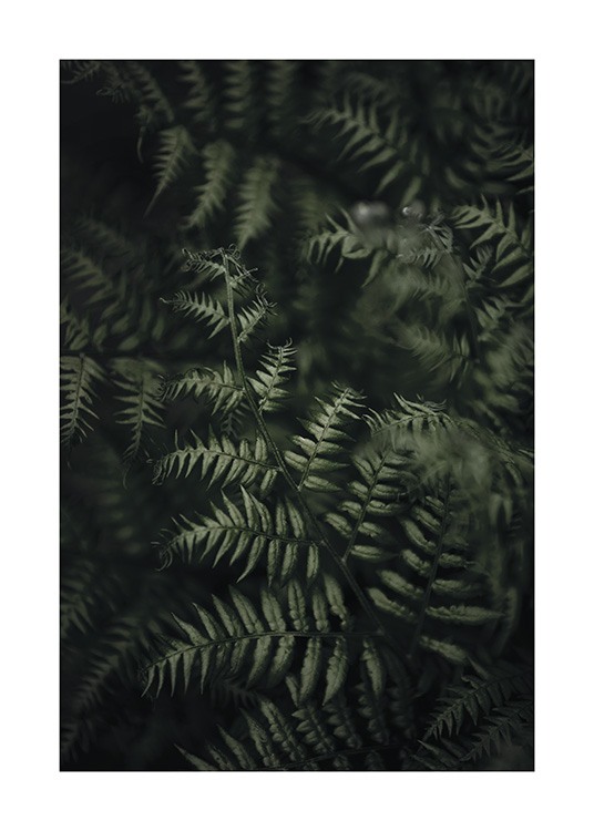 Green Fern Juliste