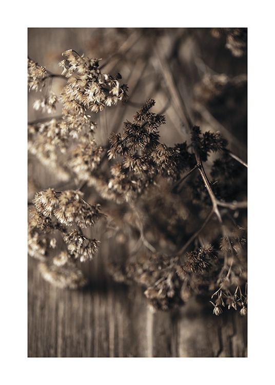 Dried Meadow Flower Juliste