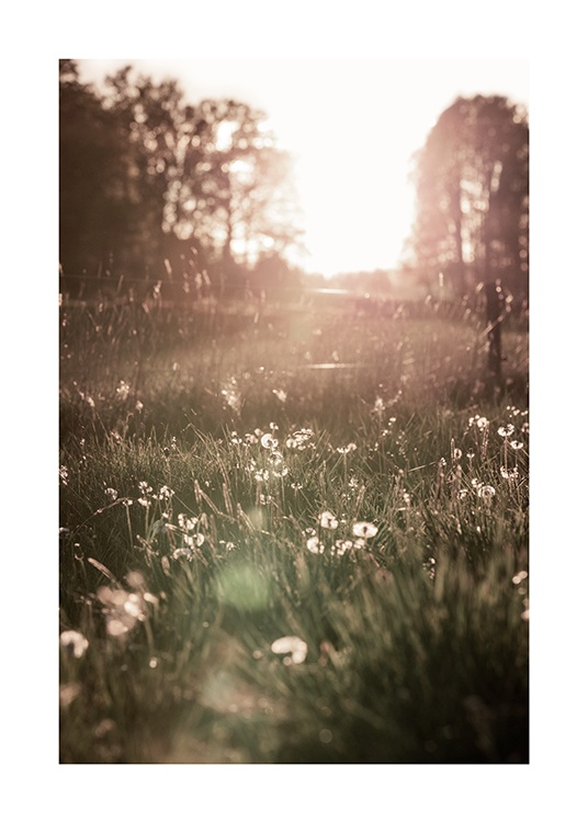  – Valokuva valkoisista kukista niityllä auringonlaskussa