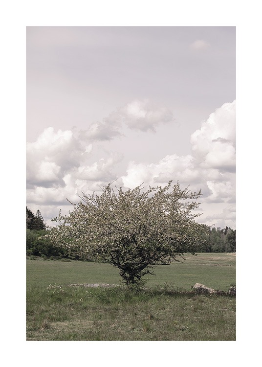  – Valokuva puusta täydessä kukassaan niityllä, pilviä taustallaan