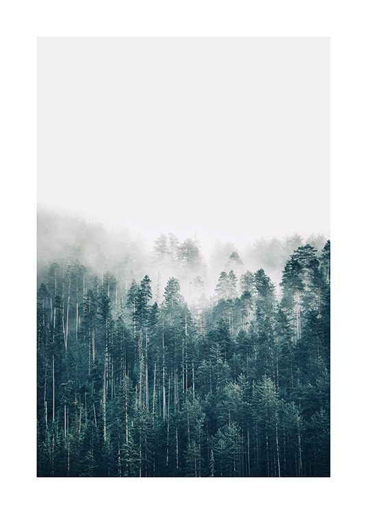 Hazy Forest Juliste