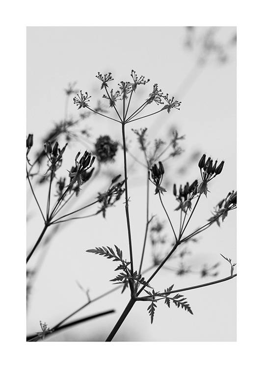  – Mustavalkoinen valokuva villikukkakimpusta vaaleanharmaalla taustalla