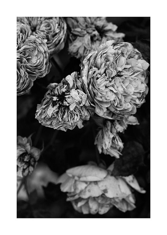 Roses B&W Juliste