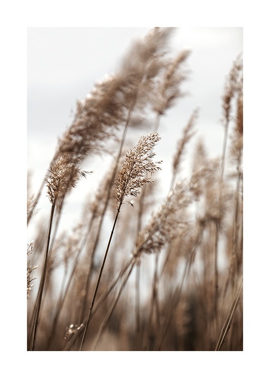 Swaying Reeds No1 Juliste