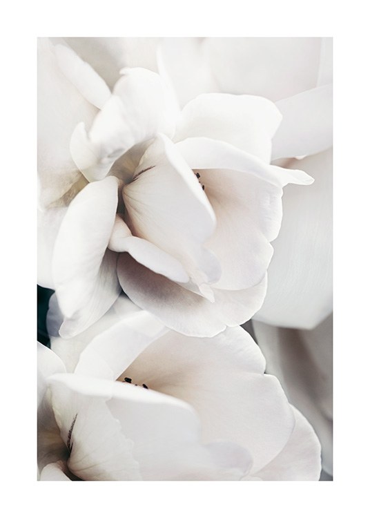  – Lähikuva valkoisen ruusun terälehdistä