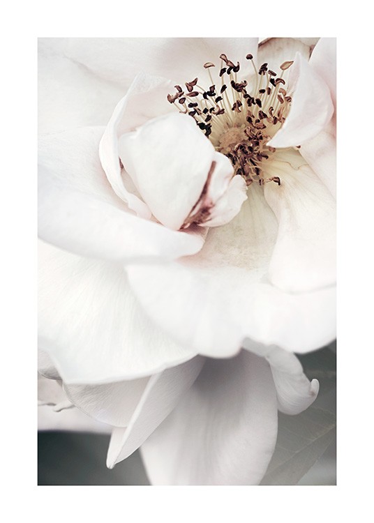  – Lähikuva valkoisen ruusun keskustasta