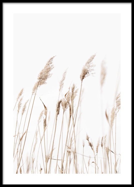Sunny Reeds No1