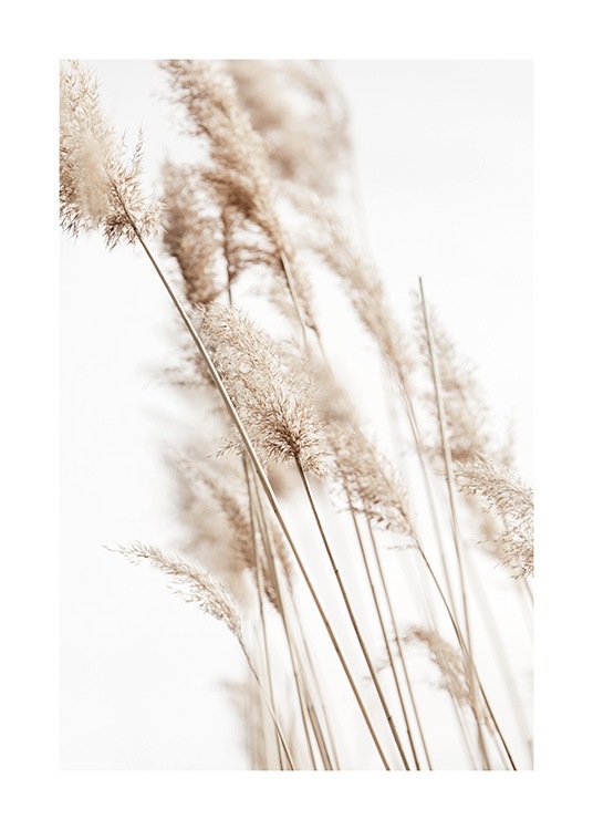 Sunny Reeds No2 Juliste