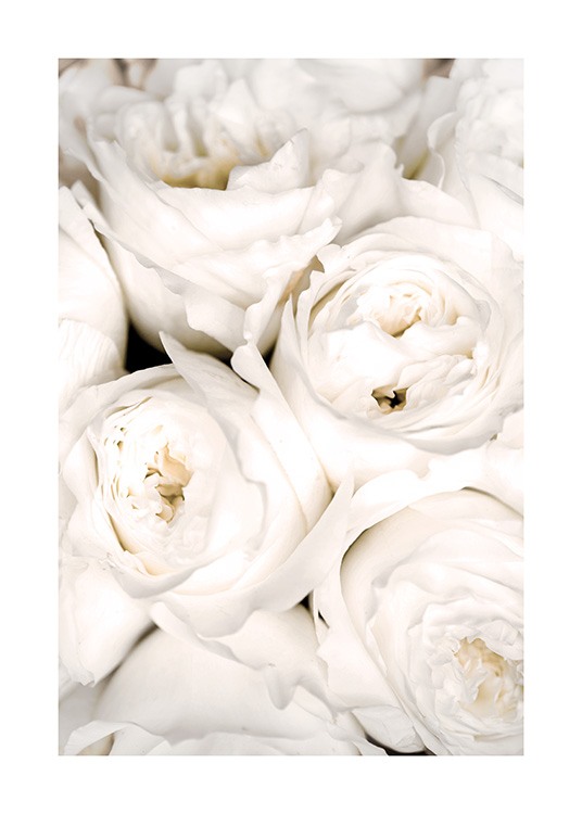  – Lähikuva valkoisista ruusuista tiiviissä kimpussa