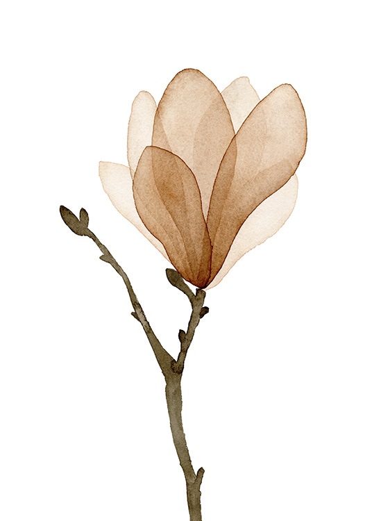 Watercolor Magnolia Juliste