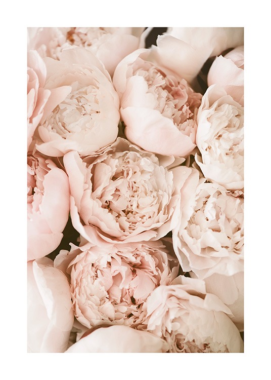 Pastel Peonies Juliste