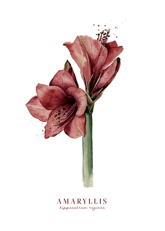 Watercolor Amaryllis Juliste