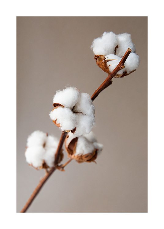 Cotton Flower Juliste