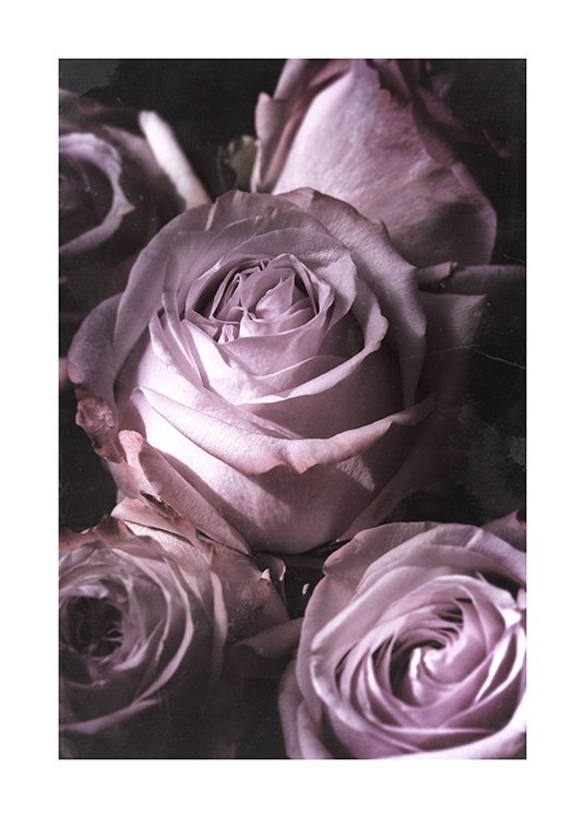Antique Rose Bouquet Juliste