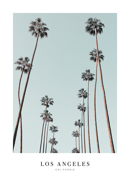  – Mustavalkoinen valokuva korkeista palmupuista sinistä taivasta vasten ja tekstillä alareunassa
