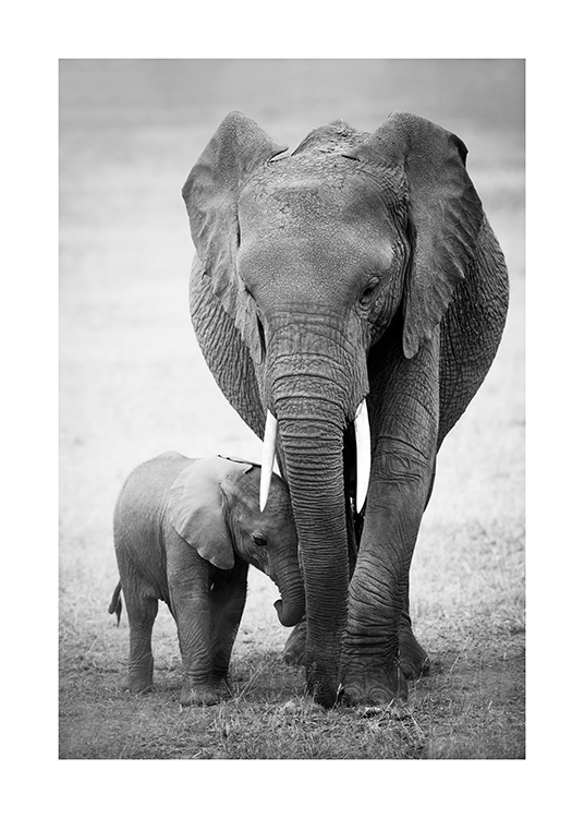  – Mustavalkoinen valokuva norsuvauvasta ja sen emosta autiomaassa