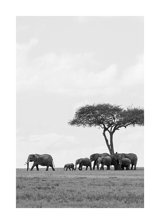  – Mustavalkoinen valokuva elefanttilaumasta puun alla aavikolla