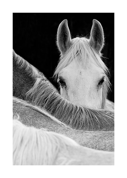  – Mustavalkoinen valokuva hevosesta, joka katsoo toisen hevosen selän ylitse