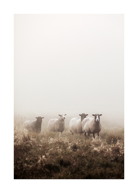  – Valokuva lampaista sumun peittämällä nurmikentällä