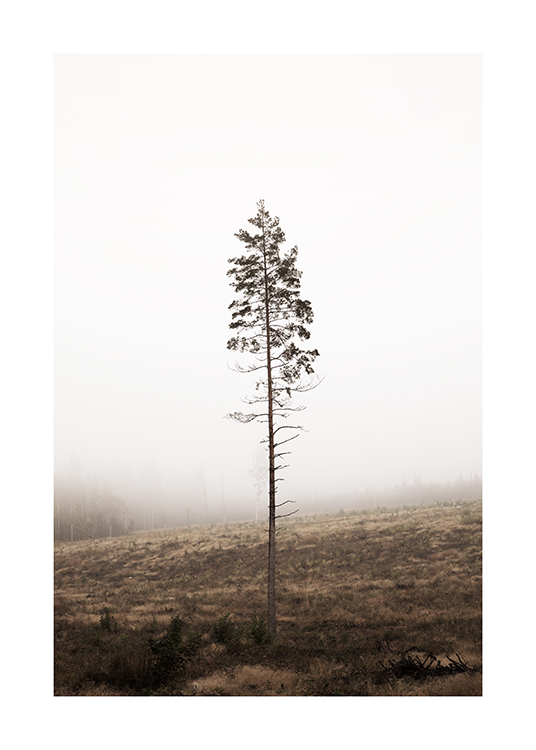 Lonely Pine Tree Juliste